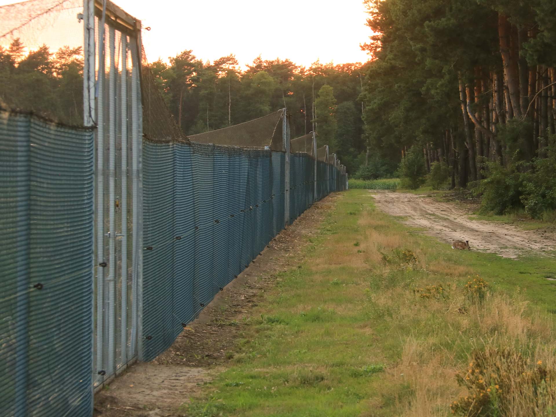 W wolierach panują warunki  zbliżone maksymalnie zbliżone do naturalnych