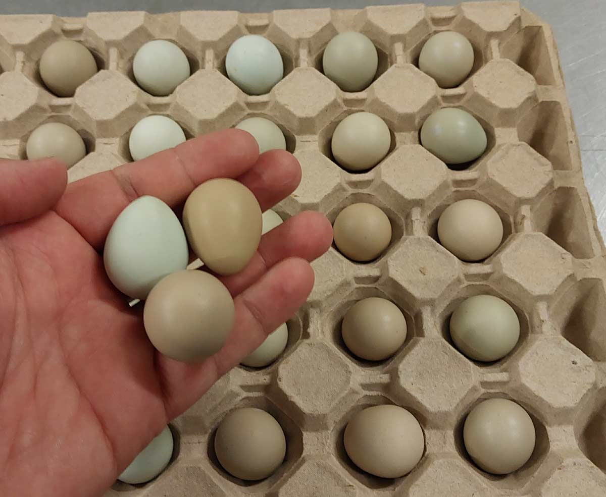 1 jajko kuropatwy waży 13g.  Jajka  różnią się od siebie ubarwieniem, ale każde ma jednolity kolor.