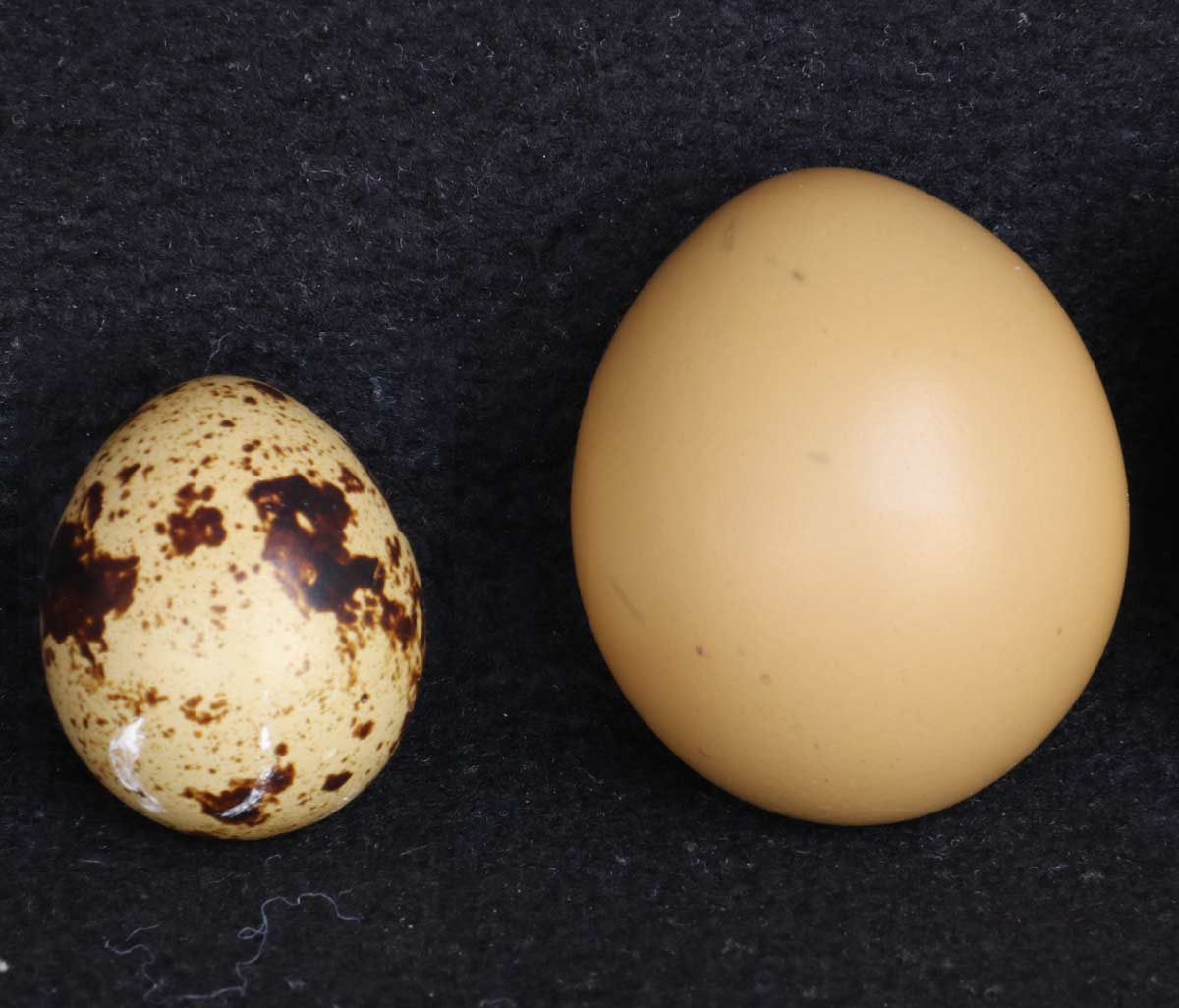 Jajo przepiórcze i jajo bażancie