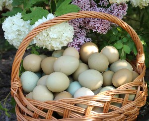 Produkty spożywcze z wykorzystaniem jaj bażancich - coraz bardziej popularne