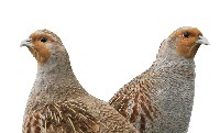 Kuropatwa- piękny ptaki z naszych pól. Szczegółowy opis gatunku, biologia, występowanie 