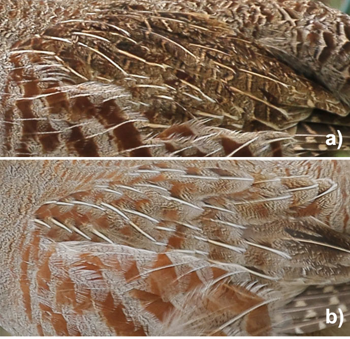 Pióra okrywowe skrzydeł kuropatwy: a) u góry  samiczka, b) u dołu samczyk